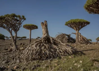 المسمار الإلكتروني | سقطرى في مهبّ الخطر: أشجار دم التنين تُصارع الانقراض وسط الإهمال والصراعات