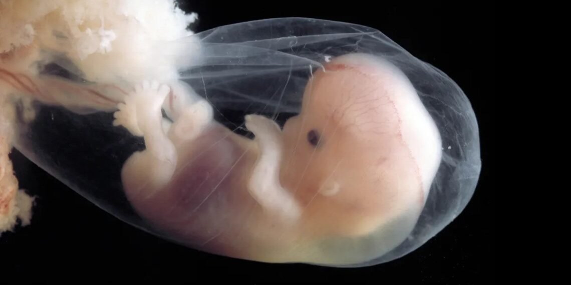 نكهات من رحم الجدل: رحلة Senomyx من المختبر إلى مائدتك... 1 المسمار الإلكتروني | نكهات من رحم الجدل: رحلة Senomyx من المختبر إلى مائدتك...