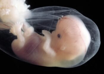 المسمار الإلكتروني | نكهات من رحم الجدل: رحلة Senomyx من المختبر إلى مائدتك...