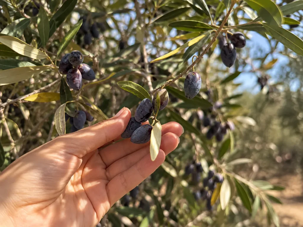 موسم الزيتون في جبشيت… شجرة ظلّلت شهيداً وأرض تأبى الاقتلاع 3 Sunlit Handful of Ripe Olives